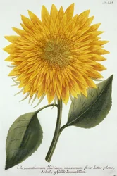 Chrysanthemum Indicum fra 